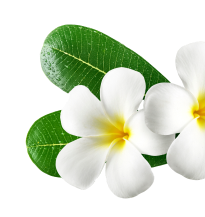 flower_1_12