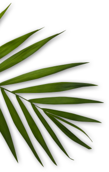 leaves_3